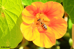 Apis mellifera capensis