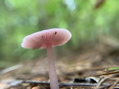 Mycena rosea
