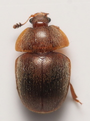 Cychramus luteus