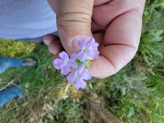 Glandularia gooddingii