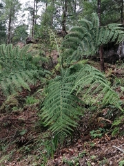 Cyatheaceae