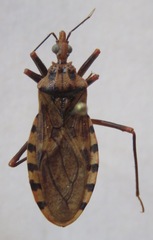 Panstrongylus geniculatus