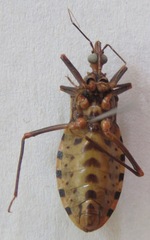 Panstrongylus geniculatus