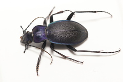 Carabus problematicus