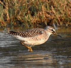 Tringa glareola