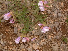 Penstemon lyallii