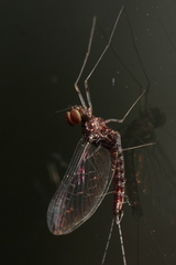 Cloeon dipterum