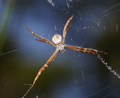 Argiope picta