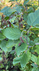 Alnus alnobetula