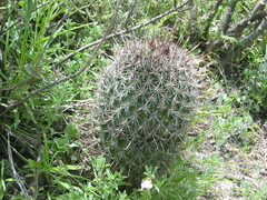Coryphantha clavata