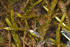 Fontinalis antipyretica