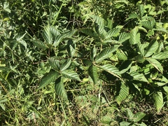 Rubus subsolanus