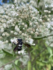 Megachile xylocopoides