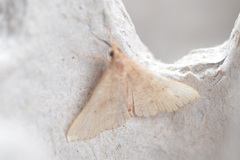 Renia discoloralis