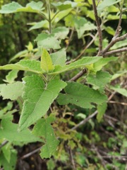 Montanoa tomentosa