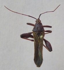 Grammopoecilus