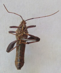 Grammopoecilus