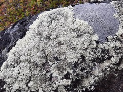 Arctoparmelia centrifuga