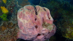 Ircinia