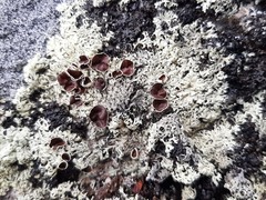 Arctoparmelia centrifuga