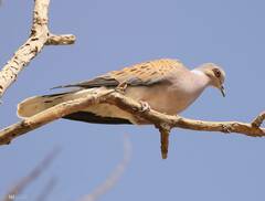 Streptopelia turtur