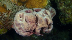 Ircinia