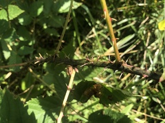 Rubus subsolanus