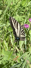 Papilio eurymedon
