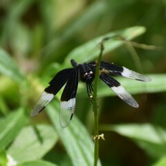Neurothemis tullia