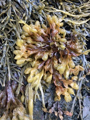 Fucus