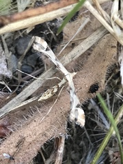 Platyptilia carduidactylus