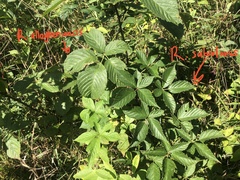 Rubus subsolanus