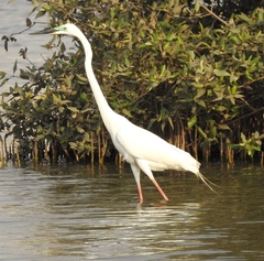 Ardea alba