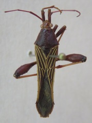 Grammopoecilus