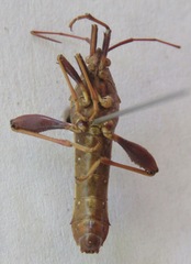 Grammopoecilus
