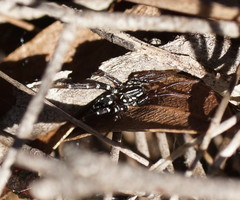 Nyssus albopunctatus