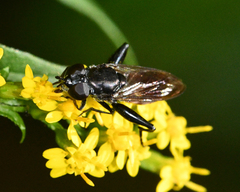 Chalcosyrphus piger