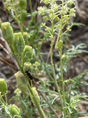 Beosus maritimus