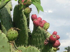 Opuntia streptacantha