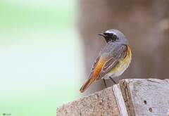 Phoenicurus phoenicurus