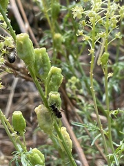 Beosus maritimus