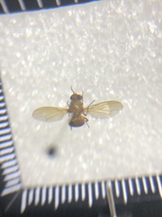 Ormia