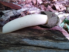 Phallus ravenelii
