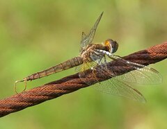 Crocothemis erythraea