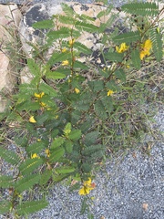 Chamaecrista fasciculata