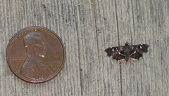 Diathrausta
