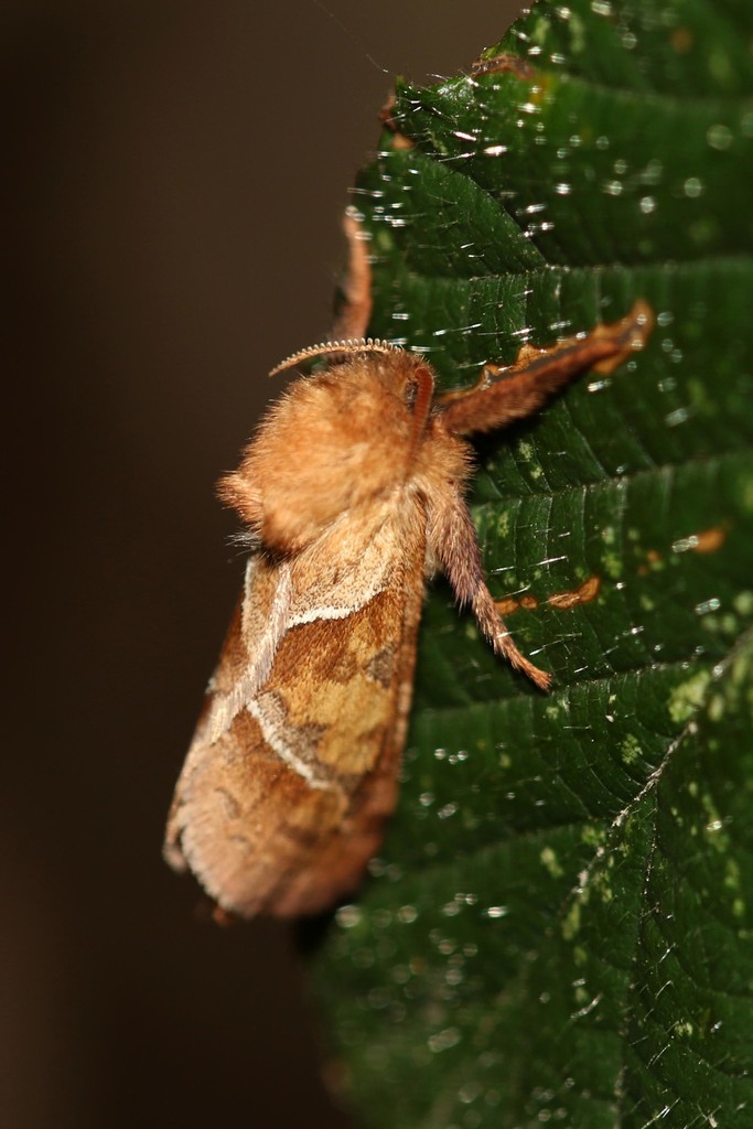 Triodia Sylvina (arthropodes Du Co Vuillonnex) · Inaturalist