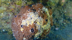 Ircinia
