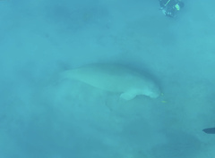 Dugong dugon