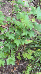 Ribes lacustre